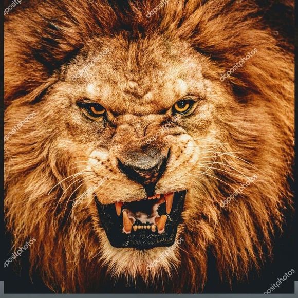 Meet your Posher, Carlos - Picture 1 of 1